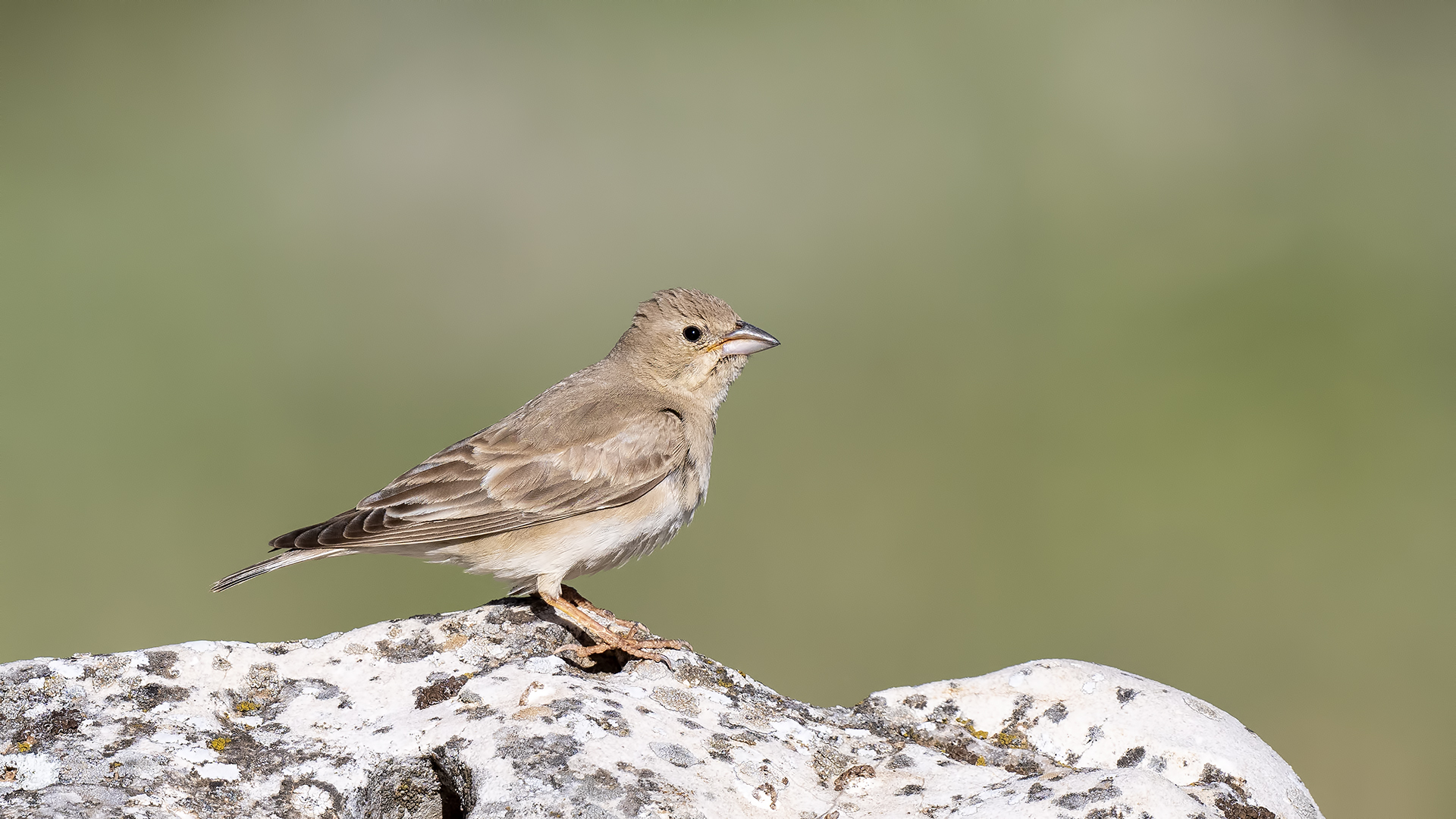 Pale Rockfinch